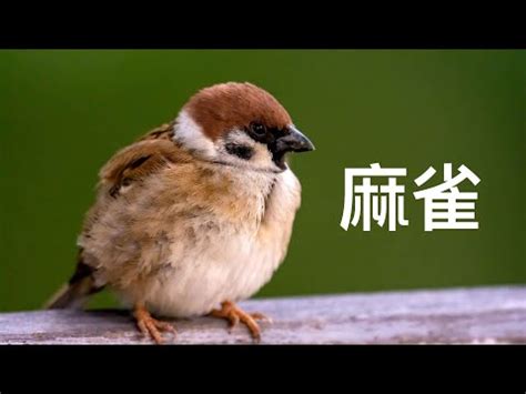 麻雀飛進家裡號碼|【麻雀飛進家裏】麻雀報喜！麻雀飛進家裡就代表好事降臨？